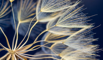 Flower stems